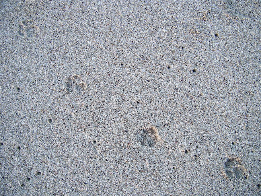 sand, animal, foot, print, hawaii, full frame, backgrounds, land, day, beach
