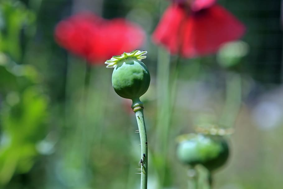 selective, focus photo, poppy flower bud, agriculture, berbaceous, codeine, cultivate, cultivation, dope, dried