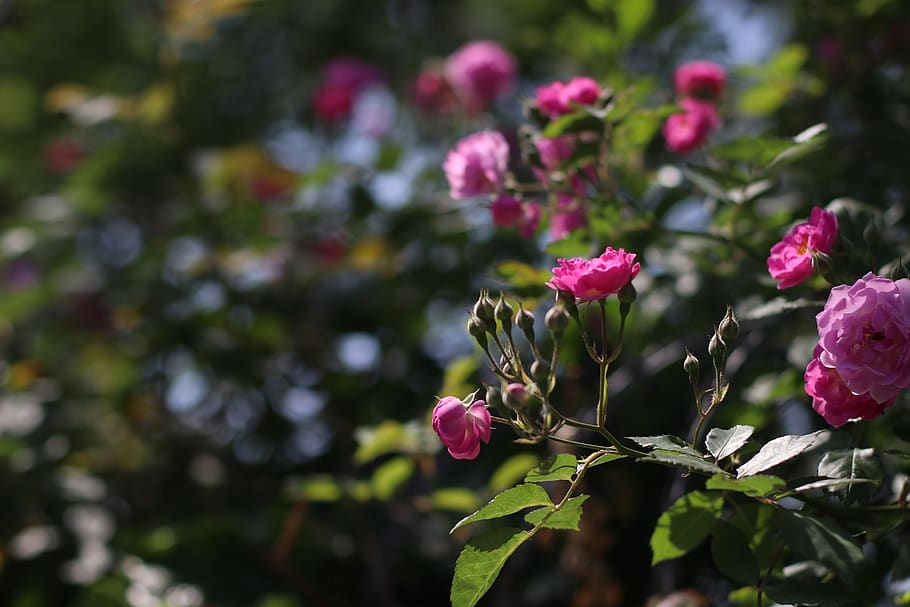 flower, flowers, nature, plant, beautiful, pink, rose, flowering plant, growth, beauty in nature