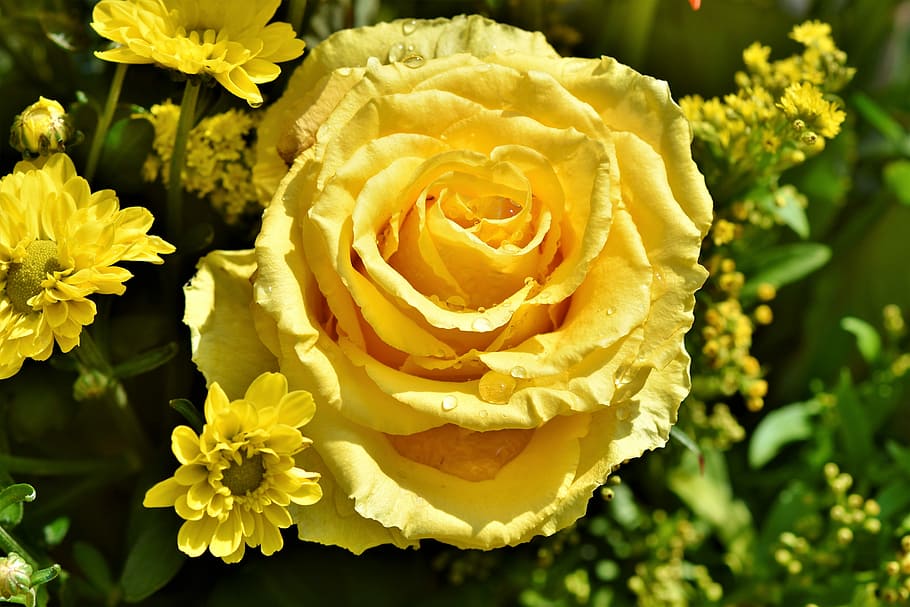 yellow, roses, sunny, sky, rose, rose bloom, pale yellow rose, blossom, bloom, garden