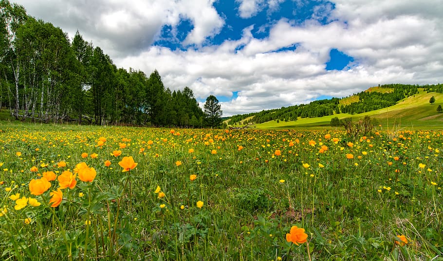 landscape, meadow, flowers, sky, buttercup, bogart village, june, mongolia, flowering plant, flower