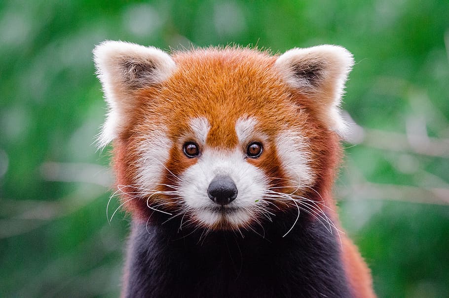 Panda rojo, Un animal, temas de animales, animal, fauna animal, mamífero, foco en primer plano, animales salvajes, primer plano, vertebrado