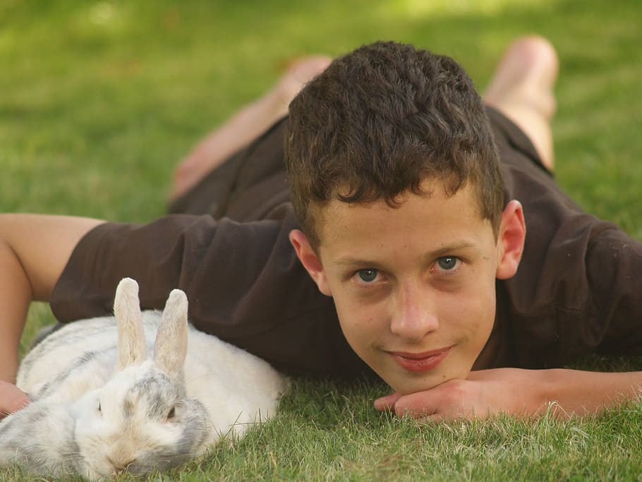 Pets, Hare, Dwarf Rabbit, Nager, rabbit, long eared, dwarf bunny, cute, head, floppy ear