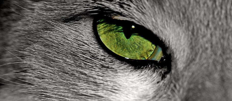 close, gray, animal, green, right eye, close up, right, eye, cat, cat's eye