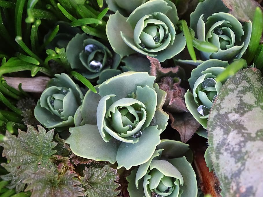 planta, naturaleza, hoja, flor, jardín, cantero, de cerca, en el 