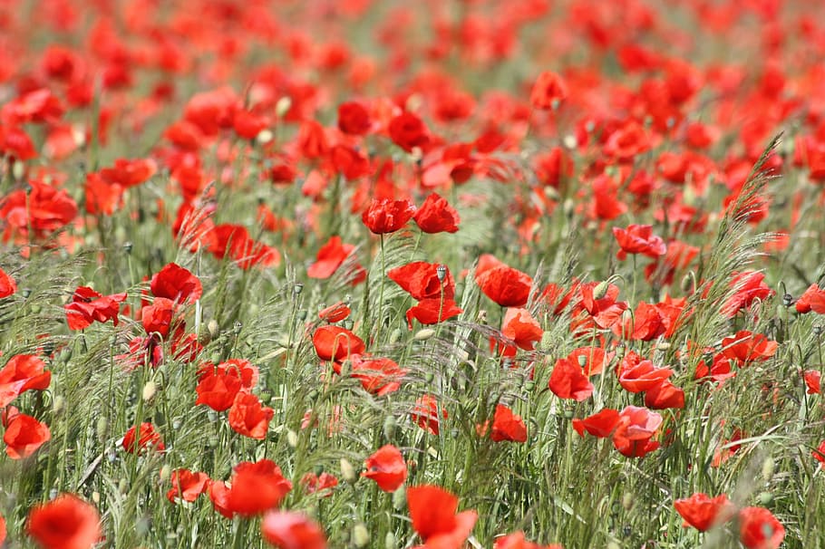 rojo, campo de amapolas, durante el día, amapola, amapola roja, flor, floración, naturaleza, campo, mohngewaechs