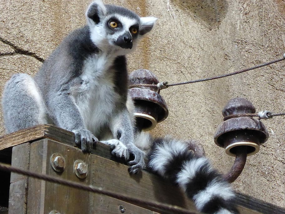 ring tailed lemur, lemur, grey, white, madagascar, zoo, species of primate, ringed, tail, catta