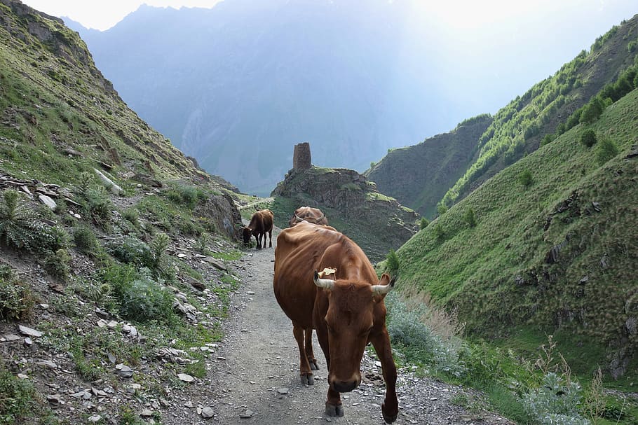 georgia, mountains, cow, landscape, tourism, nature, caucasus, mammal, animal themes, animal