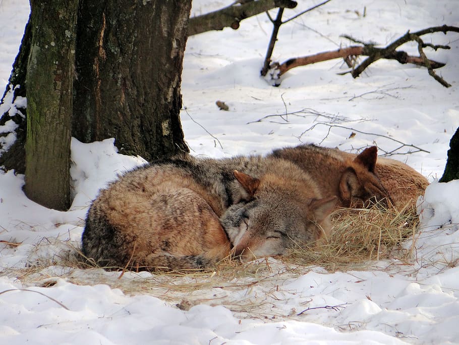 두, 갈색, 자고있는, 늑대, 눈, 꿈, 포유 동물, 숲, 야생 동물, 자연
