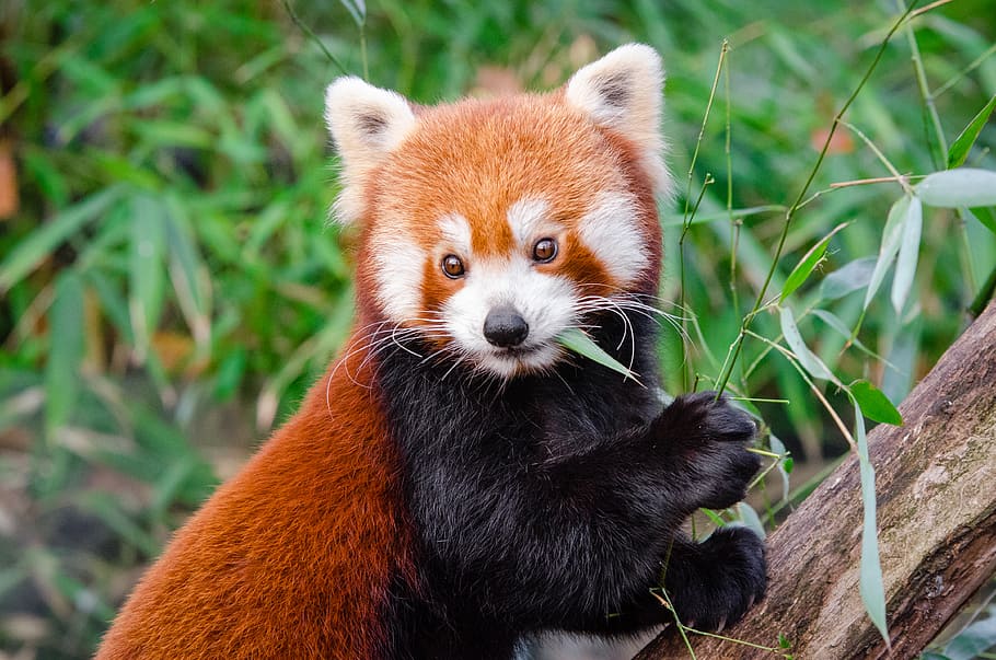 Panda Merah, panda merah memegang daun, tema hewan, hewan, satu hewan, satwa liar, mamalia, hewan di alam liar, panda - hewan, vertebrata