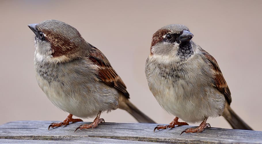 two, brown-and-gray, feathered, birds, sparrows, pair, plumage, bill, animal world, couple