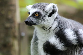 monkey-lemur-animal-jungle-malaysia-yellow-eyes-royalty-free-thumbnail.jpg