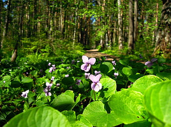 Fotos flor morada clara libres de regalías | Pxfuel