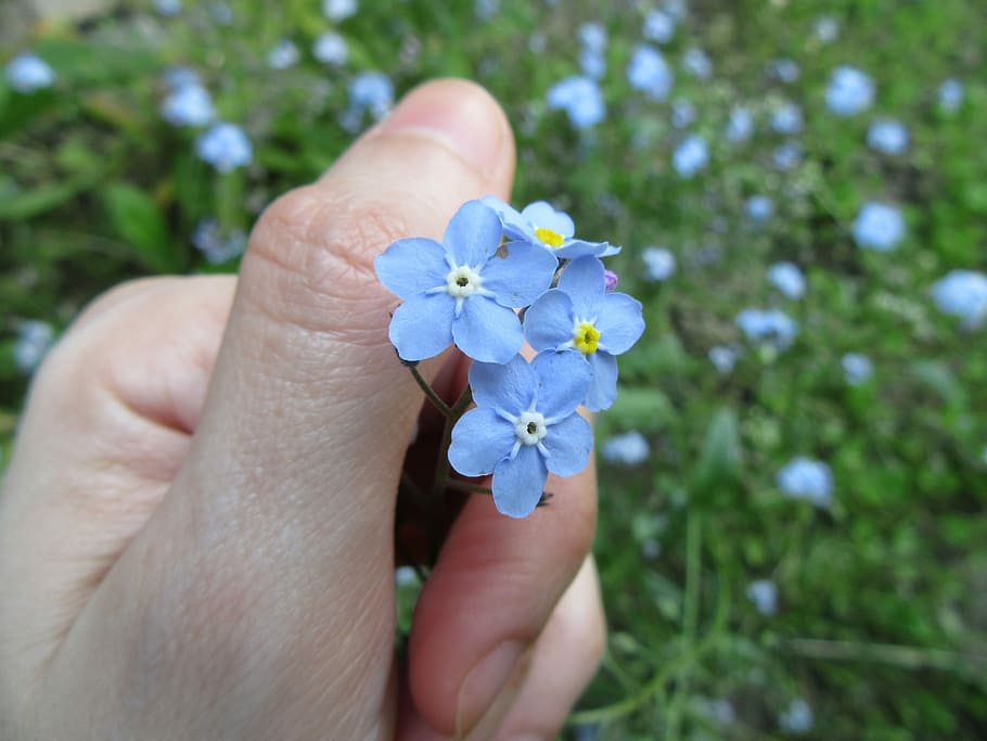 Forget-Me-Not, Flowers, Hand, blue, fingers, human body part, human ...