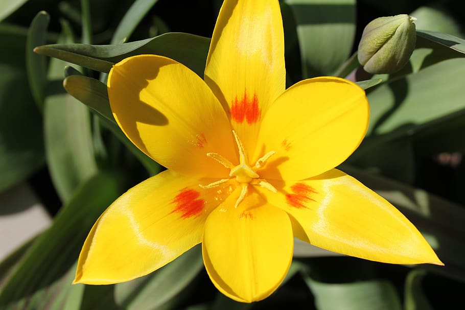 tulip, flower, sunny, plant, spring, yellow, in flower, open, green, garden