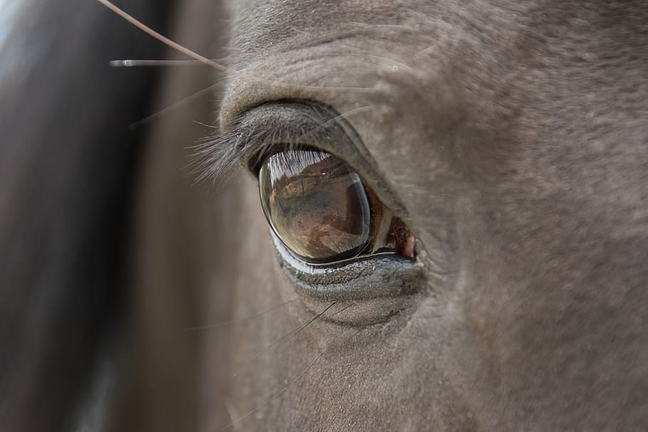 horse, eye, close up, animal, ride, mammal, rap, black, pre, pura raza espanola