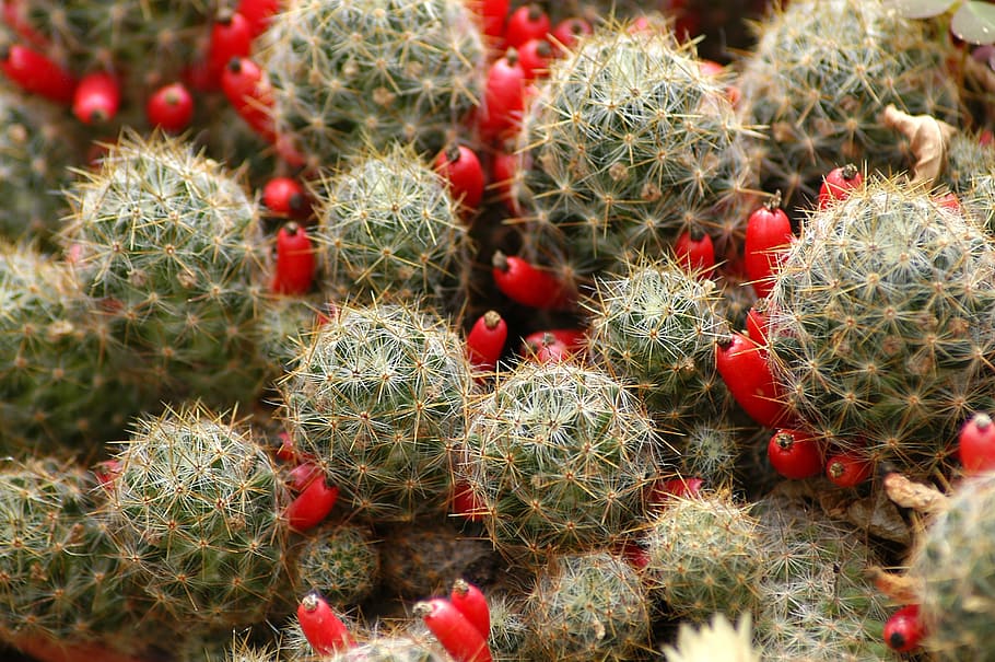 cactus, flowers, plants, botanical garden, affix, greenhouse, thorn, nature, succulent Plant, desert