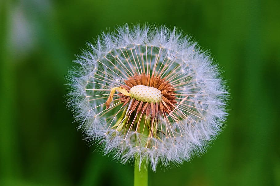 dandelion, individually, faded, nature, flower, plant, details, close up, wild flower, pointed flower