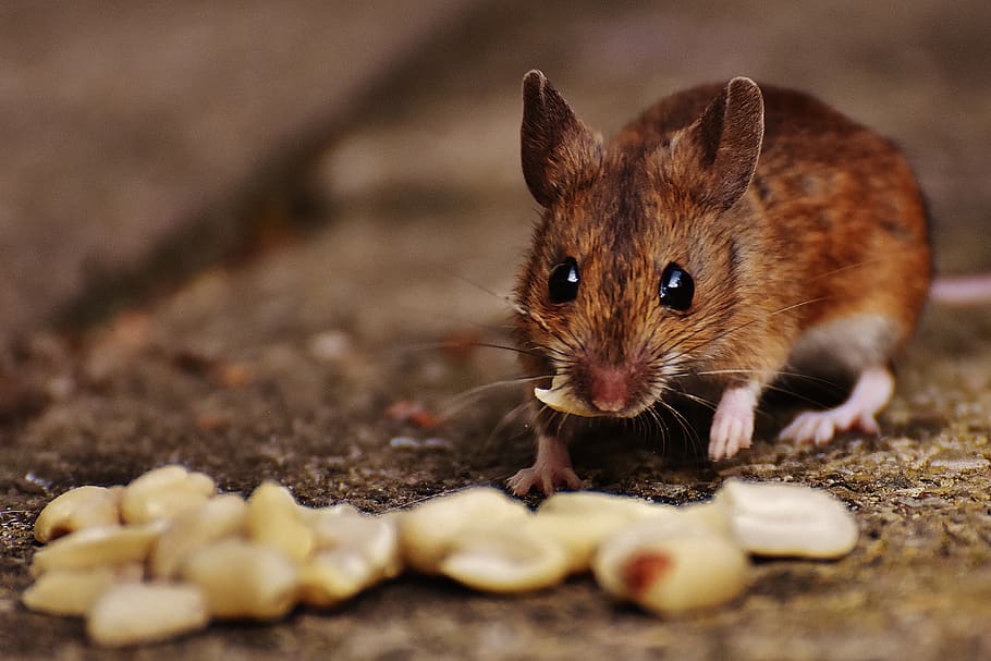 ratón, roedor, lindo, mamífero, nager, naturaleza, animal, ratón de madera, apodemus sylvaticus, ratones