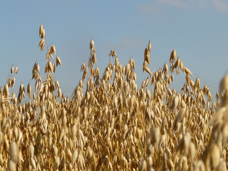 dried plant field, field, oats, oat field, arable, cereals, grain, cornfield, agriculture, harvest
