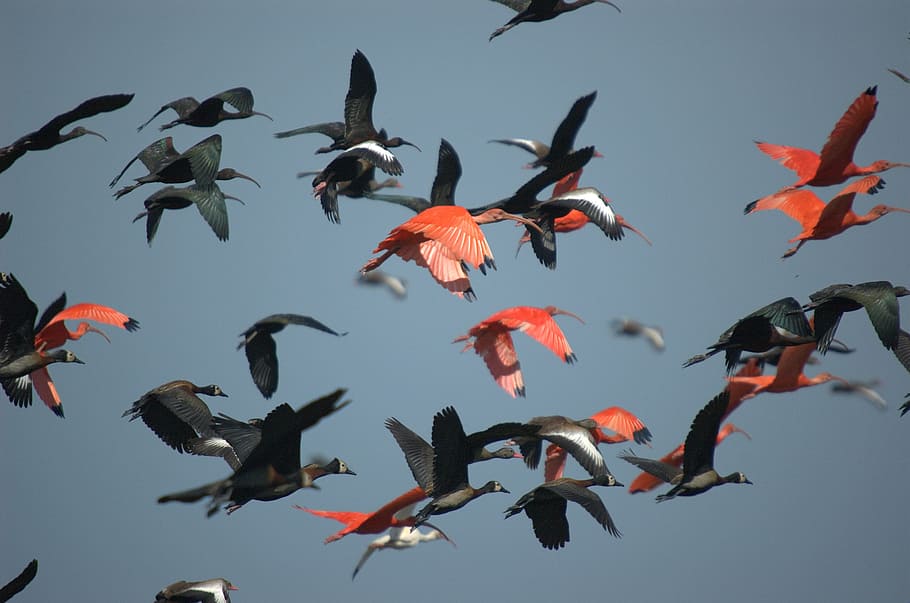 rebanho, vermelho, preto, pássaros, voador, ibis, pássaro, corvo voa, enfrentou pato assobiando, escarlate ibis