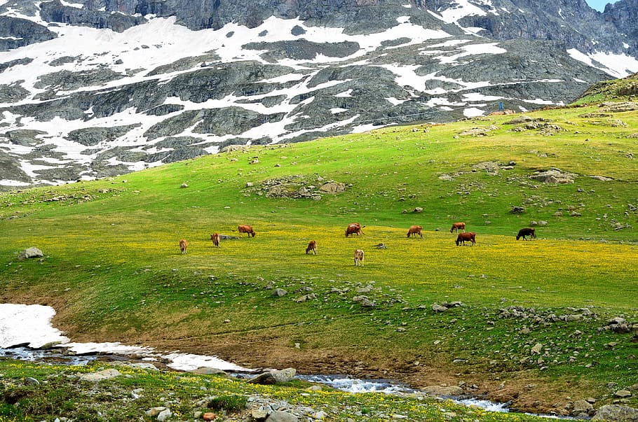 cattle, cow, grass, turkey, eastern black sea, ispir, plateaus, from gateway, nature, green