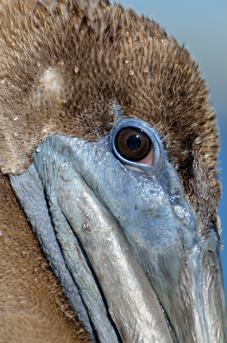 birds, eye, view, pelican, closeup, avian, wildlife, nature, beak, feathers