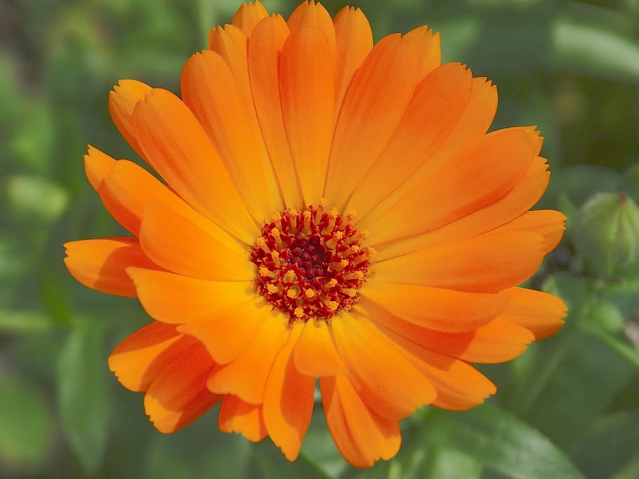 marigold, calendula officinalis, gardening, flowers, blossom, bloom, orange, nature, flora, summer