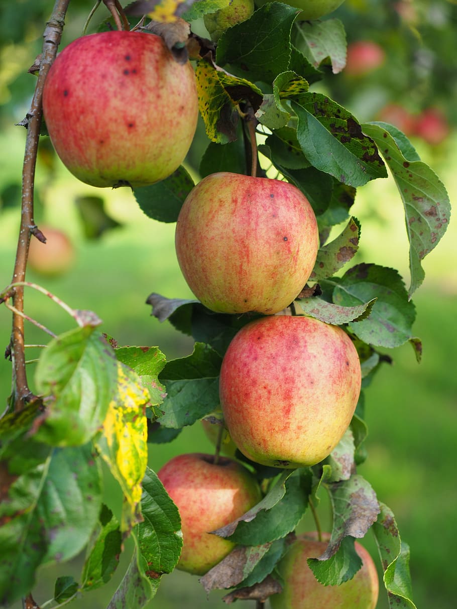 Apple Tree, Fruit, Frisch, apple, red, healthy, vitamins, orchard, gala, apple variety