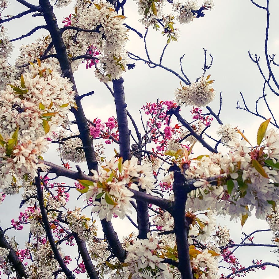 Primavera, Árvore, Natureza, Flores, floresceu, céu, ramo, flor, broto, branco