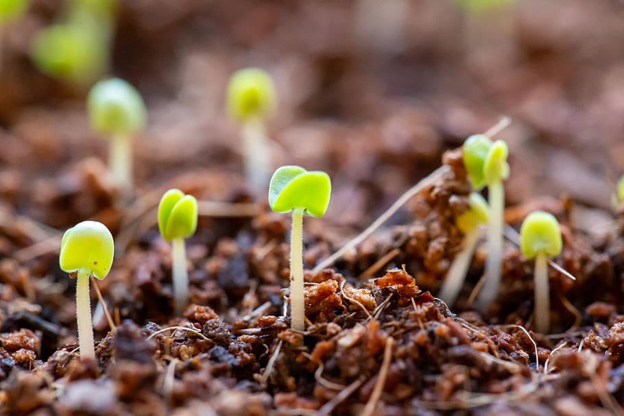 seedlings, growing, soil, plant, nature, life, agriculture, botany, earth, dirt