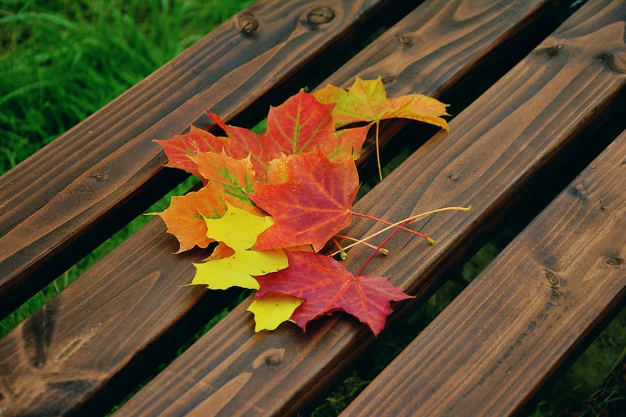 several, maple, leaves, brown, wooden, surface, fall foliage, maple leaves, autumn colours, emerge
