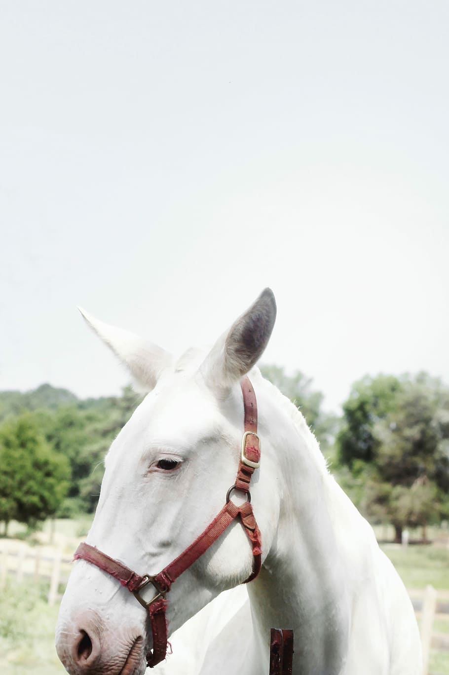 closeup, white, foal, country, gray, green, horses, trees, animal, farm