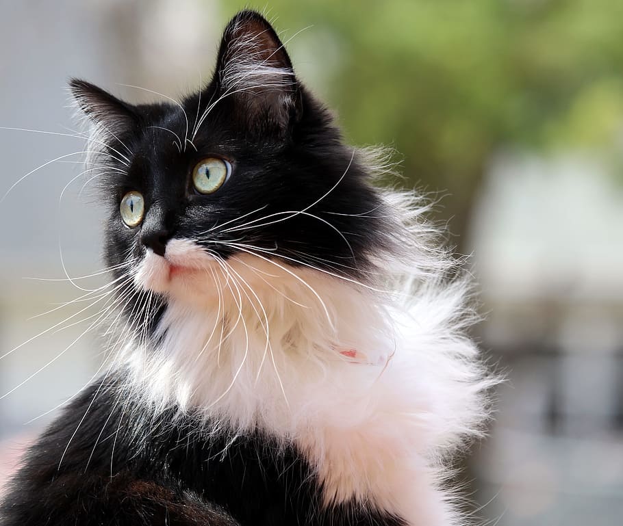selective, focus photography, long-furred, black, white, cat, tuxedo cat, kitten, feline, zorro
