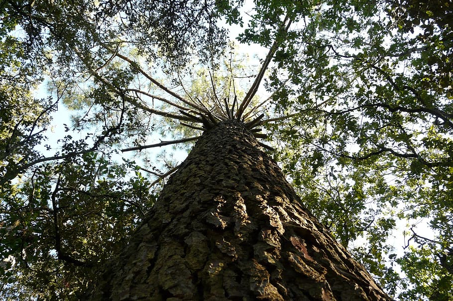 pine, pinus pinea, tree bark, aesthetic, tree, log, plant, low angle view, tree trunk, trunk