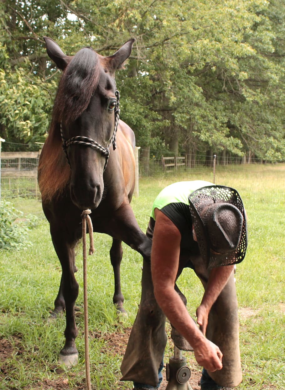 man, changing, horse shoe, Farrier, Horse, Cooperation, Control, cooperate, blacksmith, shoe