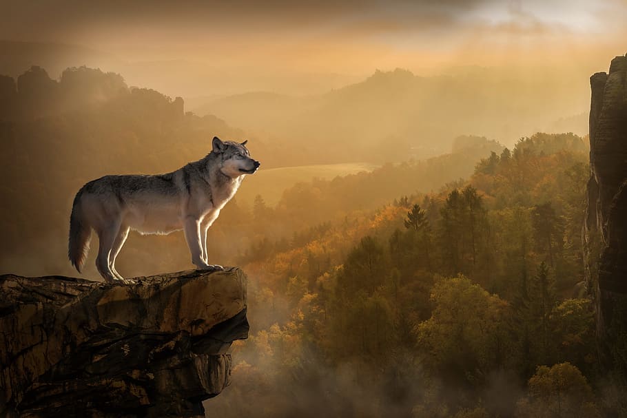 gray, fox, standing, mountain cliff, wolf, lonely, rest, sunset, nature, animal