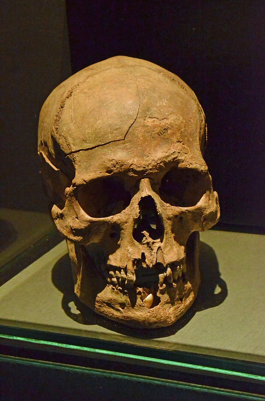 closeup, human, skull, skeleton, head, eye socket, teeth, death, museum, history