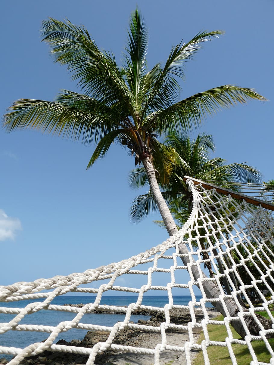 hamaca blanca, hamaca, perspectiva, cocotero, playa, palmera, árbol, relajante, vacaciones, agua