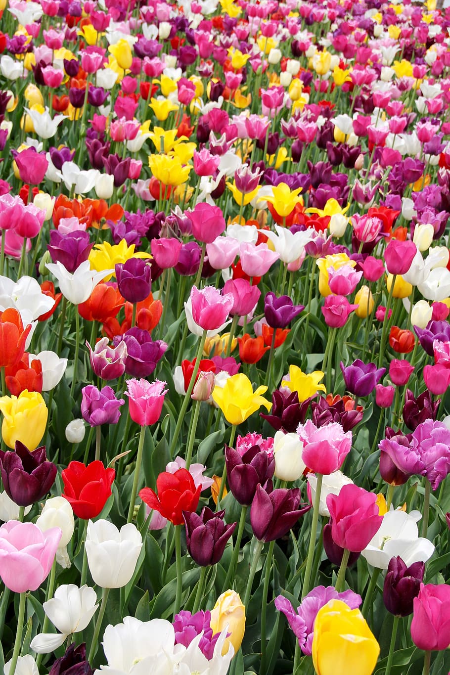 tulips, tulip field, tulpenbluete, spring, tulip fields, blossomed, spring flower, holland, dutch, state garden show
