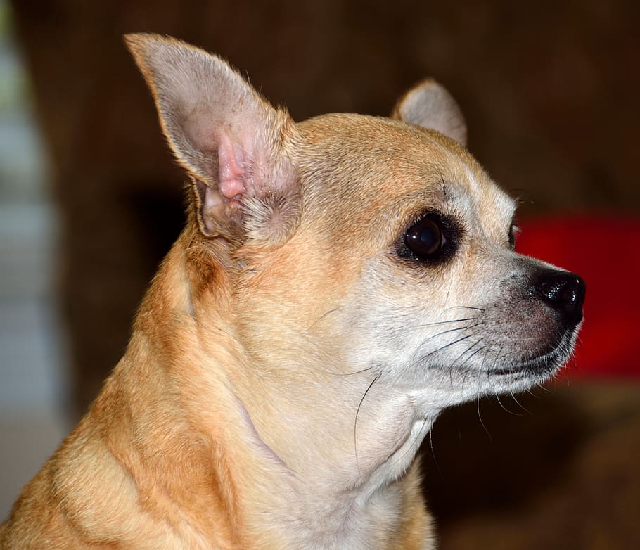 chihuahua, perro, mascota cachorro, pequeño, lindo, perfil, orejas, cara, animal, humor
