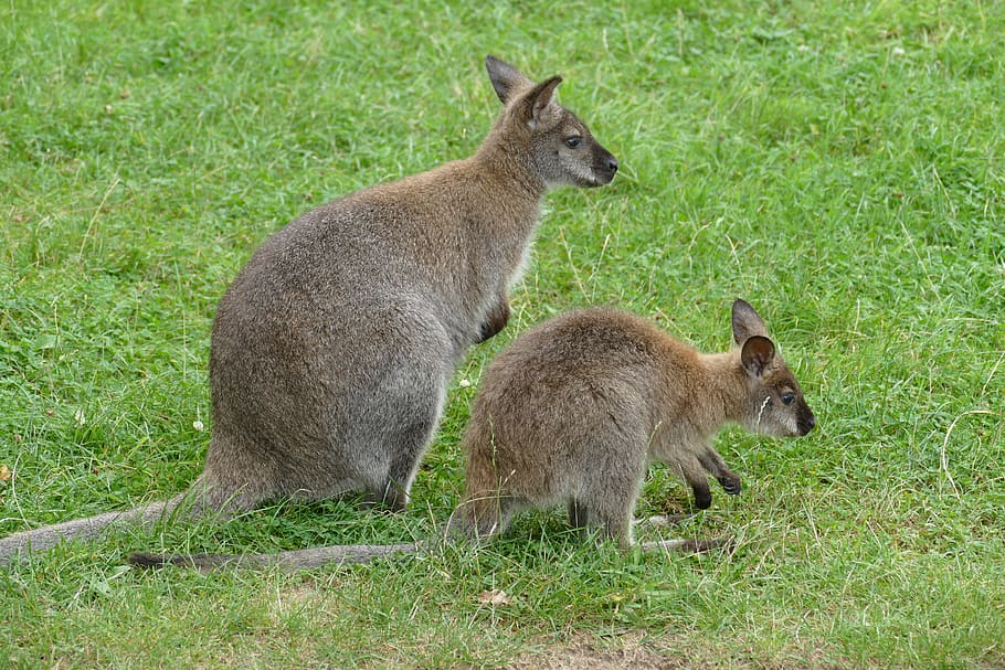 Hewan, Kebun Binatang, Tiergarten, Kanguru, Tas, australia, ibu, anak, binatang muda, padang rumput