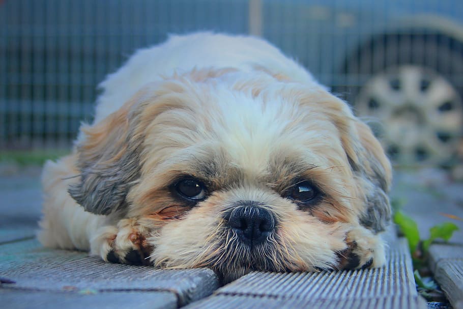 adulto shih tzu, acostado, foto de primer plano del piso de madera, perro, shih tzu, mascota, lindo, mirada de perro, knuffig, patas