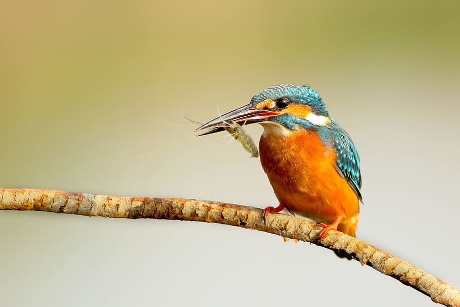 shot, kingfisher bird, Closeup, kingfisher, burung, alam, hewan, liar, margasatwa, multi-warna
