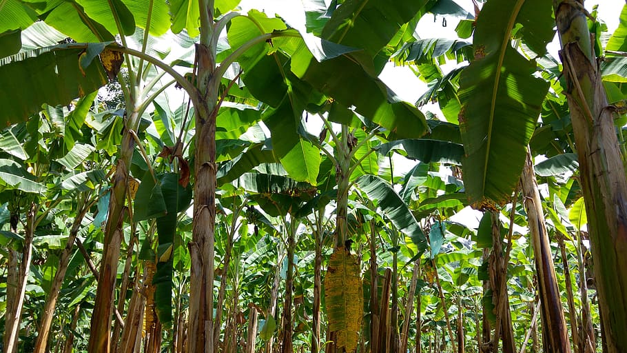 Colombia, Plantation, Banana, nature, leaf, tree, plant, green Color, growth, tropical Climate