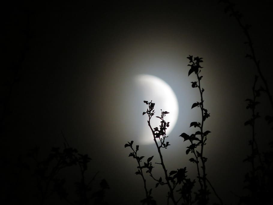 lunar eclipse, moonlight, celestial, astronomy, sky, plant, silhouette, sun, tree, beauty in nature