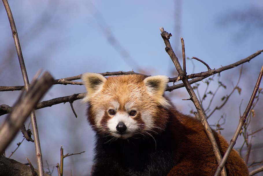 red panda, panda, animals, cute, mammal, zoo, bear, climber, animal world, tree