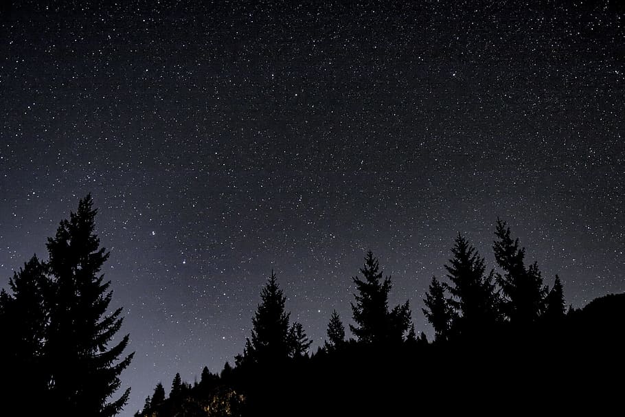 silhouette, trees, night time, night, star, starry sky, night sky, sky, good night, long exposure
