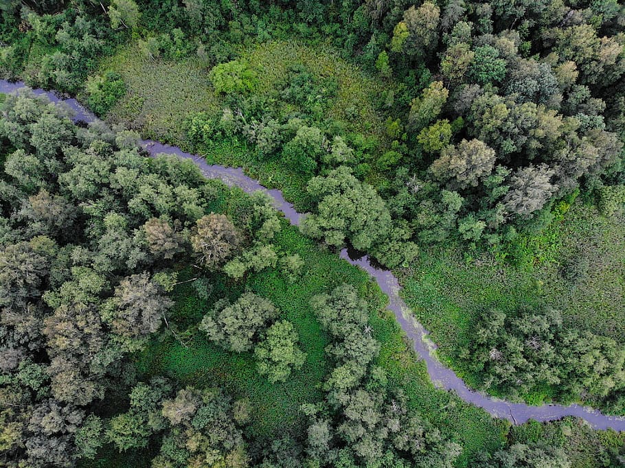 forest, landscape, drone, russia, green, trees, tourism, plant, growth, beauty in nature