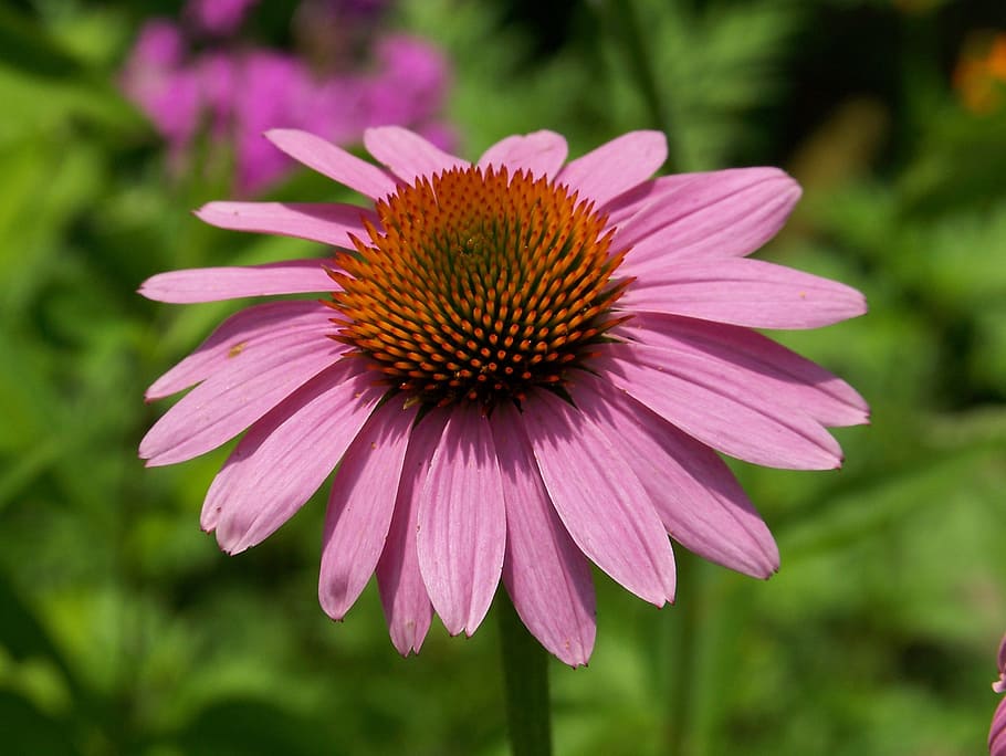 Echinacea, Pink, Flower, Petals, Blossom, blooming, blooms, green background, leaves, leafy